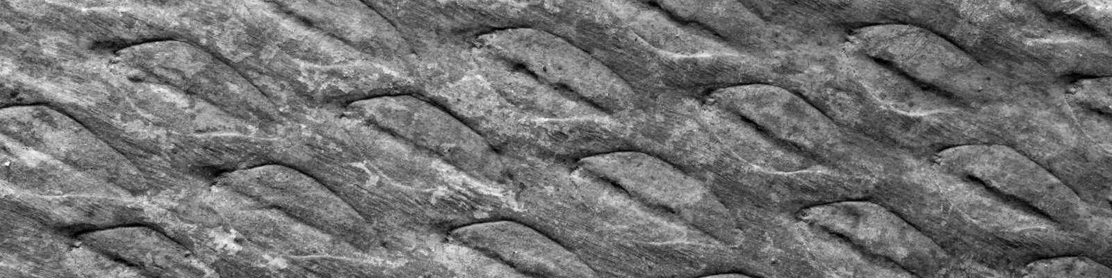 Paleontología - Tomiodendron peruvianum