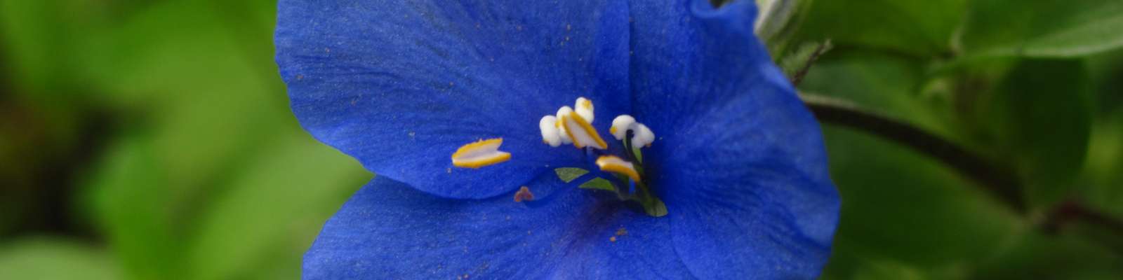 Botánica - Commelina fasciculata