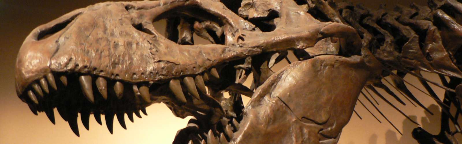 Publicaciones: Paleontología de Invertebrados