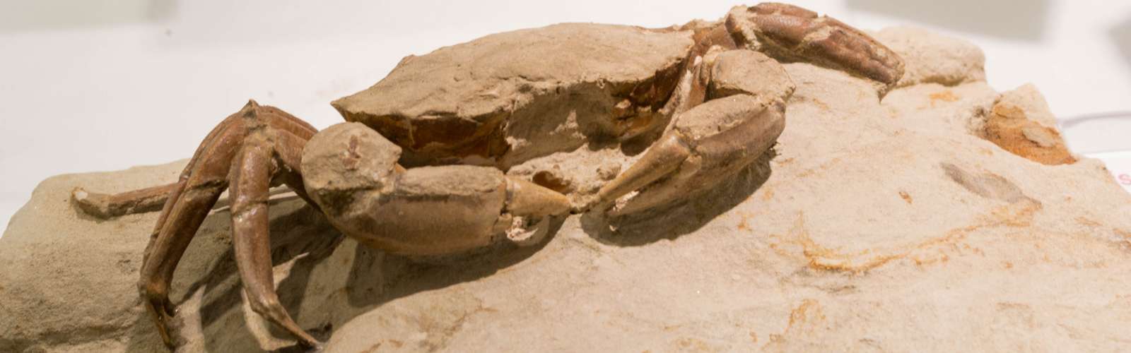 Publicaciones: Paleontología de Invertebrados