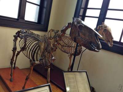 Paleontologia