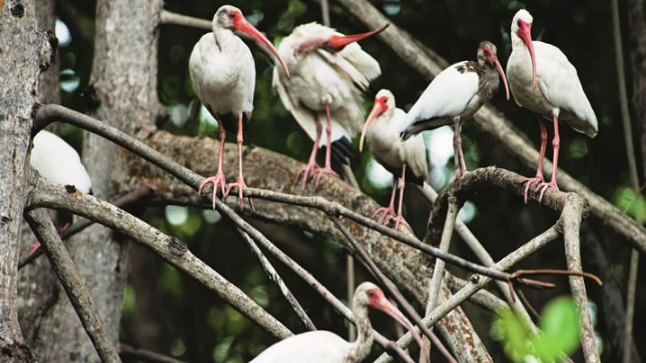 EL SANTUARIO NACIONAL LOS MANGLARES DE TUMBES Y SU IMPORTANCIA MEDIO AMBIENTAL